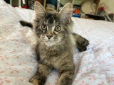 3 chatons Maine Coon LOOF nés en février 2026 à réserver