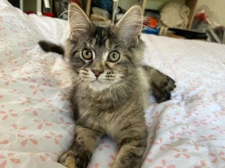3 chatons Maine Coon LOOF nés en février 2026 à réserver