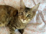 3 chatons Maine Coon LOOF nés en février 2026 à réserver