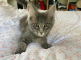 3 chatons Maine Coon LOOF nés en février 2026 à réserver