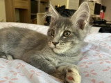 3 chatons Maine Coon LOOF nés en février 2026 à réserver
