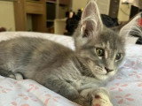 3 chatons Maine Coon LOOF nés en février 2026 à réserver