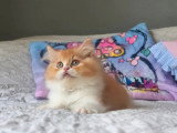Chaton British Longhair mâle roux et blanc LOOF à vendre