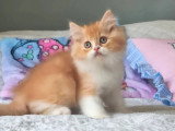 Chaton British Longhair mâle roux et blanc LOOF à vendre