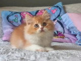 Chaton British Longhair mâle roux et blanc LOOF à vendre