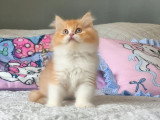 Chaton British Longhair mâle roux et blanc LOOF à vendre