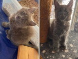Chaton Bianca et blueberry vendu entier