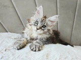 Chaton femelle Maine Coon inscrite au LOOF née en avril 2026 à vendre