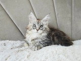 Chaton femelle Maine Coon inscrite au LOOF née en avril 2026 à vendre