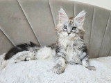 Chaton femelle Maine Coon inscrite au LOOF née en avril 2026 à vendre