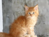Portée de 3 chatons Maine Coon LOOF nés en avril 2026 à réserver