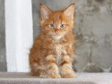 Portée de 3 chatons Maine Coon LOOF nés en avril 2026 à réserver