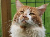 Portée de 3 chatons Maine Coon LOOF nés en avril 2026 à réserver