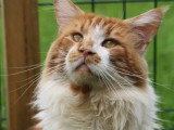 Portée de 3 chatons Maine Coon LOOF nés en avril 2026 à réserver