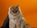 Portée de 3 chatons Maine Coon LOOF nés en avril 2026 à réserver