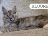 Portée de 4 chatons Maine Coon polydactyles LOOF nés en avril 2026 à vendre