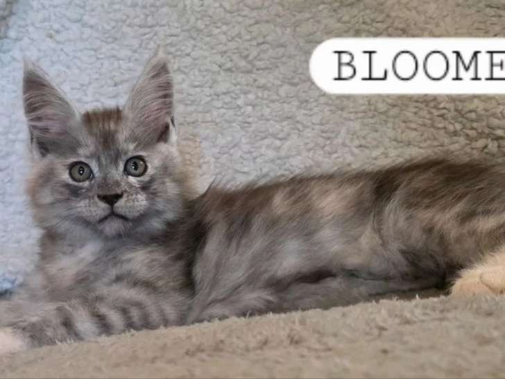 Portée de 4 chatons Maine Coon polydactyles LOOF nés en avril 2026 à vendre