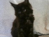 Portée de 4 chatons Maine Coon polydactyles LOOF nés en avril 2026 à vendre