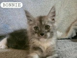 Portée de 4 chatons Maine Coon polydactyles LOOF nés en avril 2026 à vendre