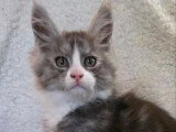 Portée de 4 chatons Maine Coon polydactyles LOOF nés en avril 2026 à vendre