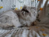 Chatte Persane LOOF colorpoint adulte à vendre