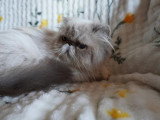 Chatte Persane LOOF colorpoint adulte à vendre