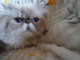 Chatte Persane LOOF colorpoint adulte à vendre