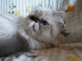 Chatte Persane LOOF colorpoint adulte à vendre