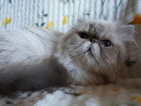 Chatte Persane LOOF colorpoint adulte à vendre