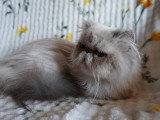 Chatte Persane LOOF colorpoint adulte à vendre