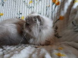 Chatte Persane LOOF colorpoint adulte à vendre