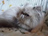 Chatte Persane LOOF colorpoint adulte à vendre