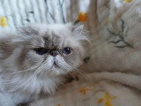 Chatte Persane LOOF colorpoint adulte à vendre