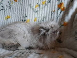 Chatte Persane LOOF colorpoint adulte à vendre