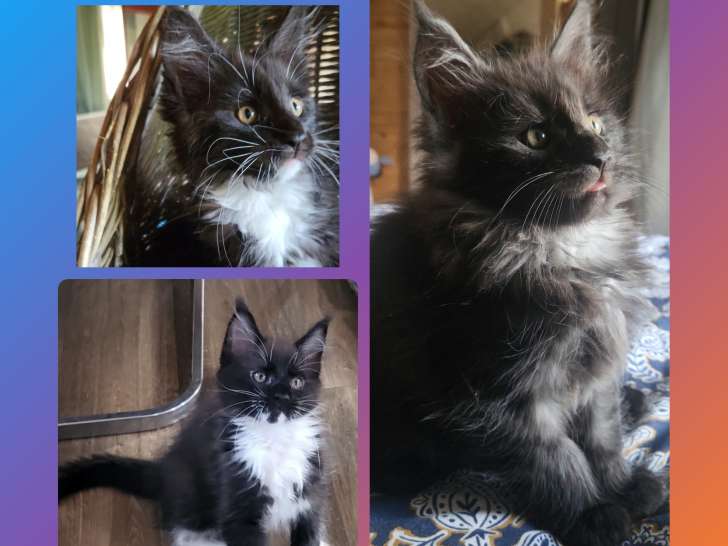 Chatons Maine Coon à vendre