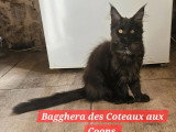 Deux chatons Maine Coon femelles LOOF de mars 2026 en vente