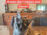 Deux chatons Maine Coon femelles LOOF de mars 2026 en vente