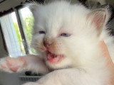 Chatons Sacré de Birmanie LOOF à vendre
