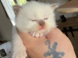Chatons Sacré de Birmanie LOOF à vendre