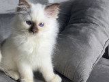 Chatons Sacré de Birmanie LOOF à vendre