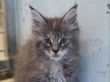 Chaton femelle Maine Coon non LOOF d'avril 2026 en vente