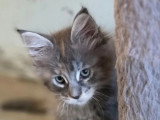 Chaton femelle Maine Coon non LOOF d'avril 2026 en vente