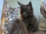 Chaton femelle Maine Coon non LOOF d'avril 2026 en vente