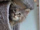 Chaton femelle Maine Coon non LOOF d'avril 2026 en vente