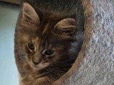 Chaton femelle Maine Coon non LOOF d'avril 2026 en vente