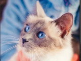 Chatte Sacré de Birmanie blue point LOOF de 2019 à vendre