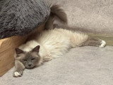 Chatte Sacré de Birmanie blue point LOOF de 2019 à vendre