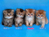 4 chatons British Longhair Black Golden Shaded nés en mai 2026 LOOF à réserver