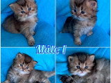 4 chatons British Longhair Black Golden Shaded nés en mai 2026 LOOF à réserver