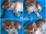 4 chatons British Longhair Black Golden Shaded nés en mai 2026 LOOF à réserver